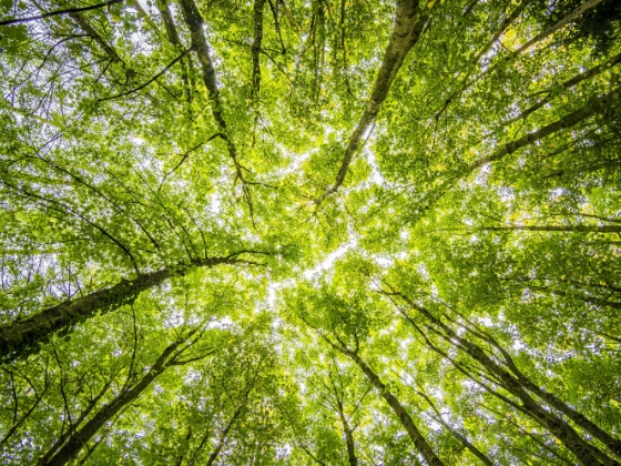 Trees growing tall into the sky